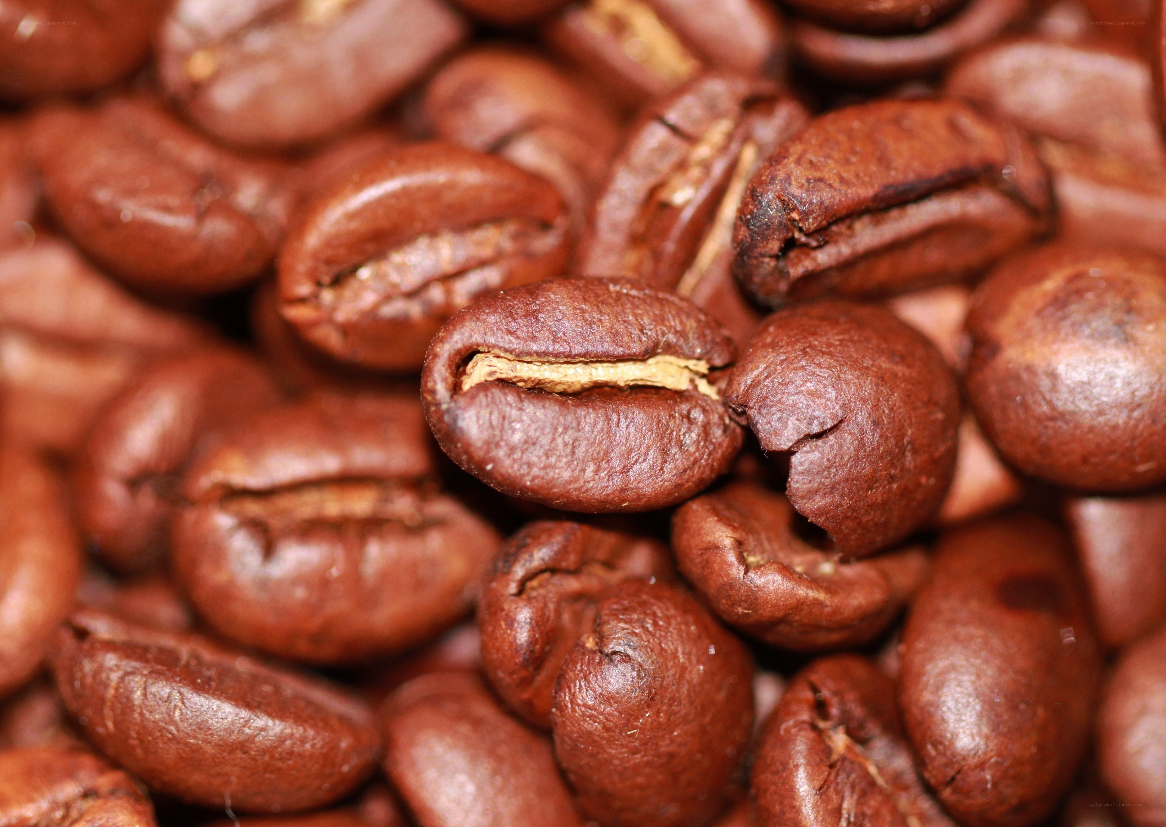 Close-up of roasted coffee beans