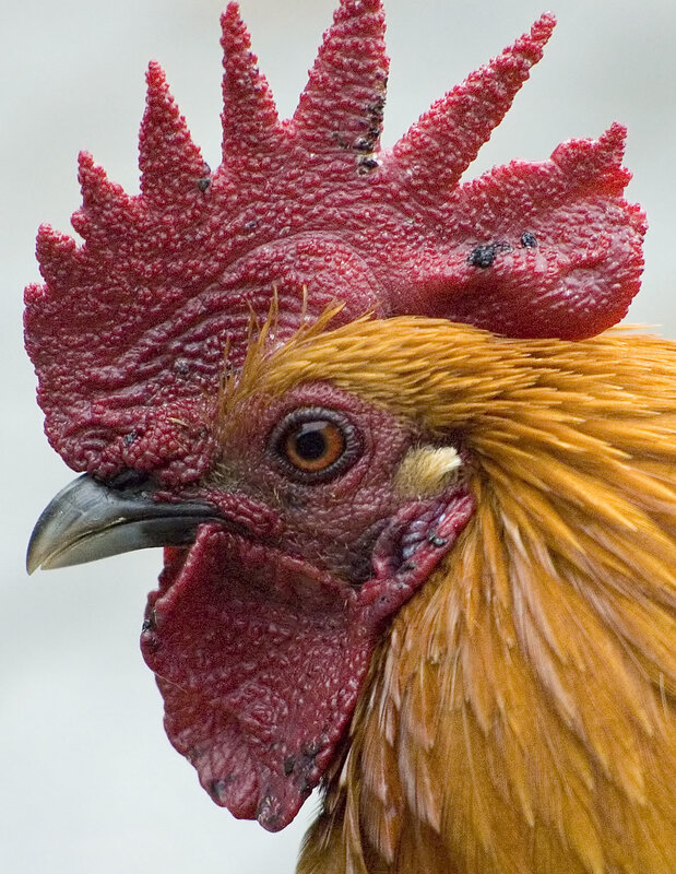 close-up of rooster head