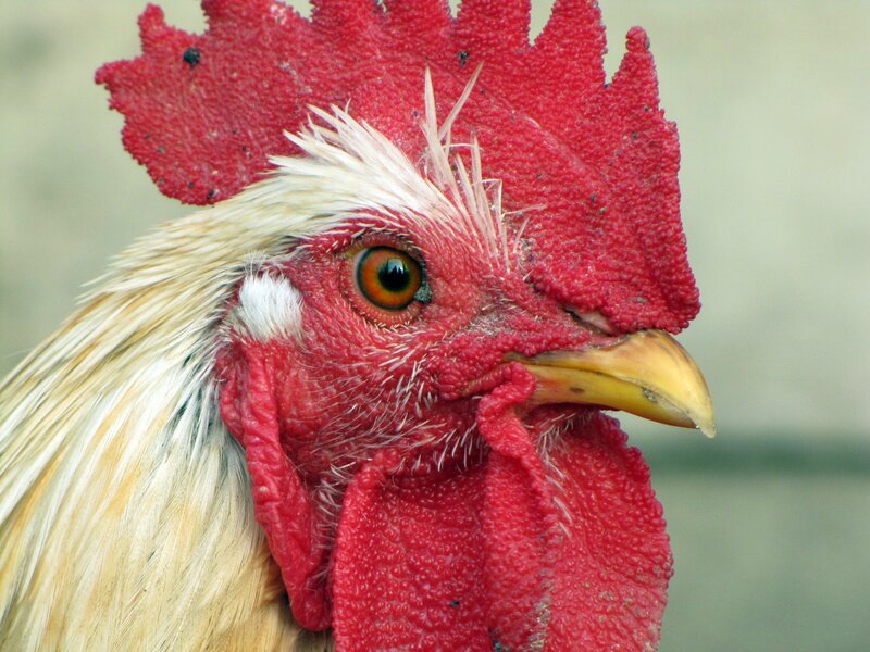 Close-up of Rooster Head — Red, Neutral