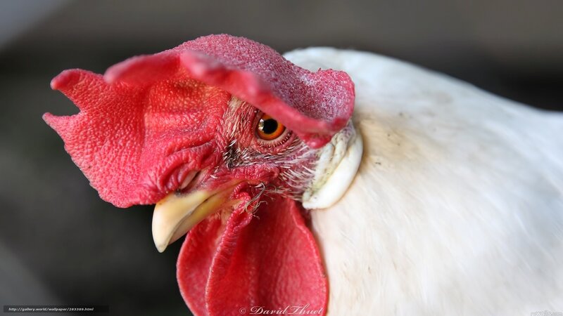 Close-up of Rooster Head — Red