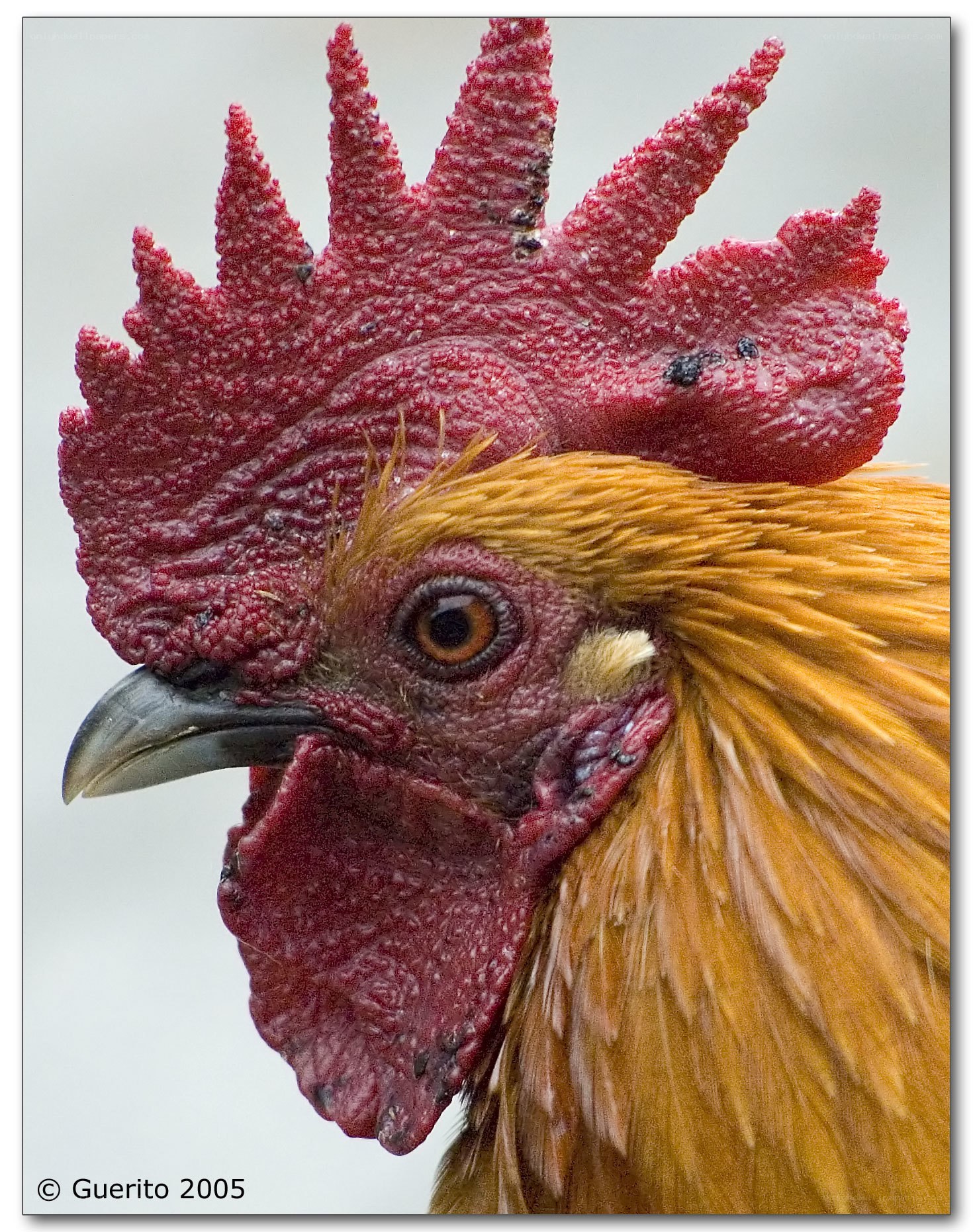 close-up of rooster head
