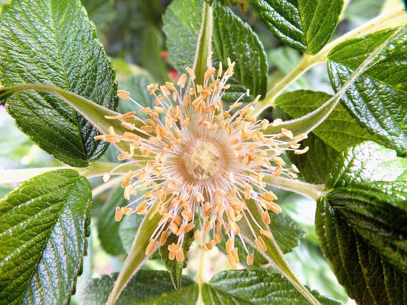 Close-up of Rose Flower