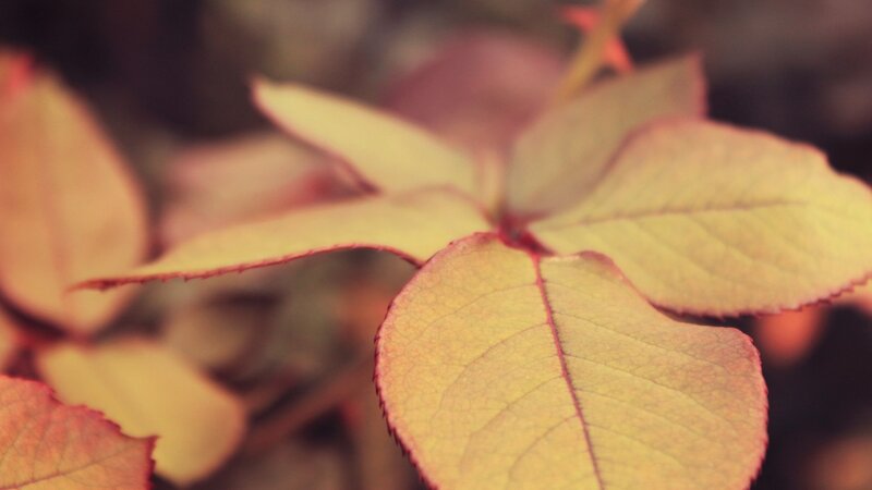 Close-up of Rose Leaves