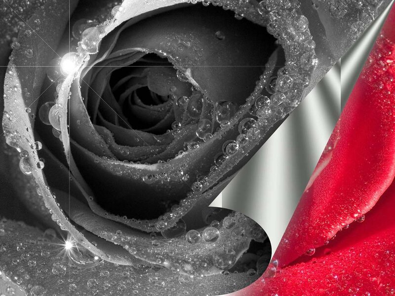 Close-up of Rose Petals — Black