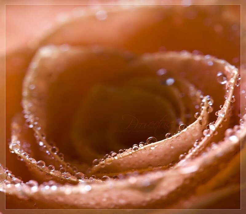 Close-up of Rose Petals — Brown