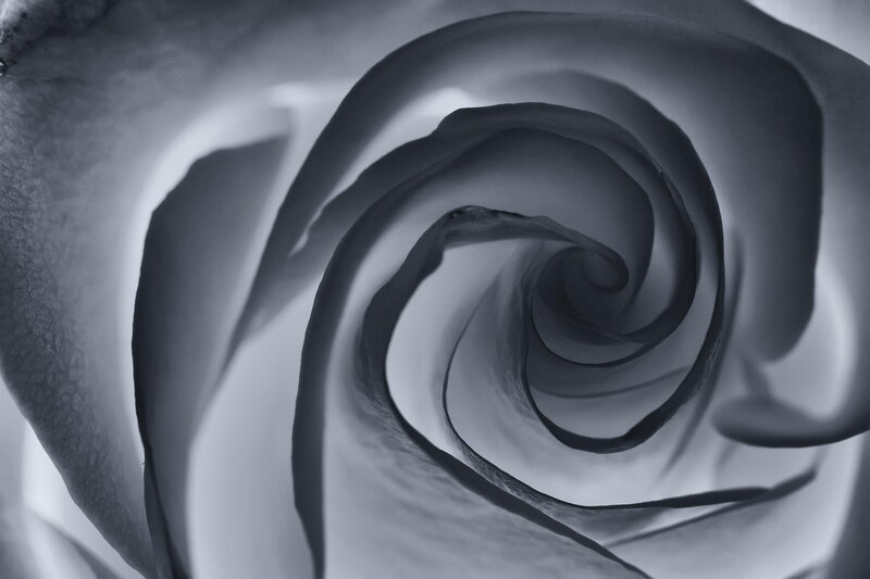 Close-up of Rose Petals — Gray