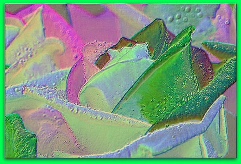 Close-up of Rose Petals — Green
