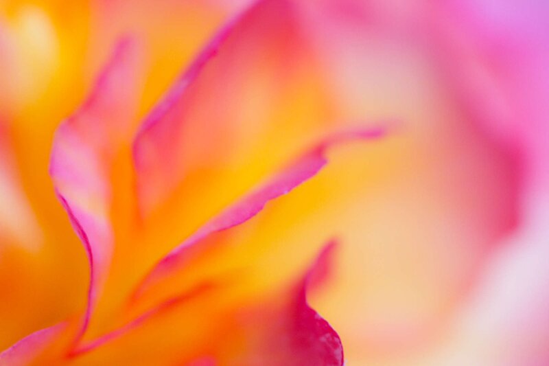 Close-up of Rose Petals — Pink