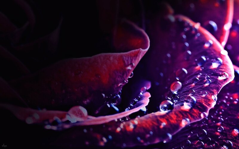 Close-up of Rose Petals — Purple, Dramatic