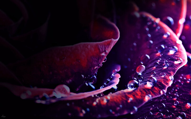 Close-up of Rose Petals — Purple