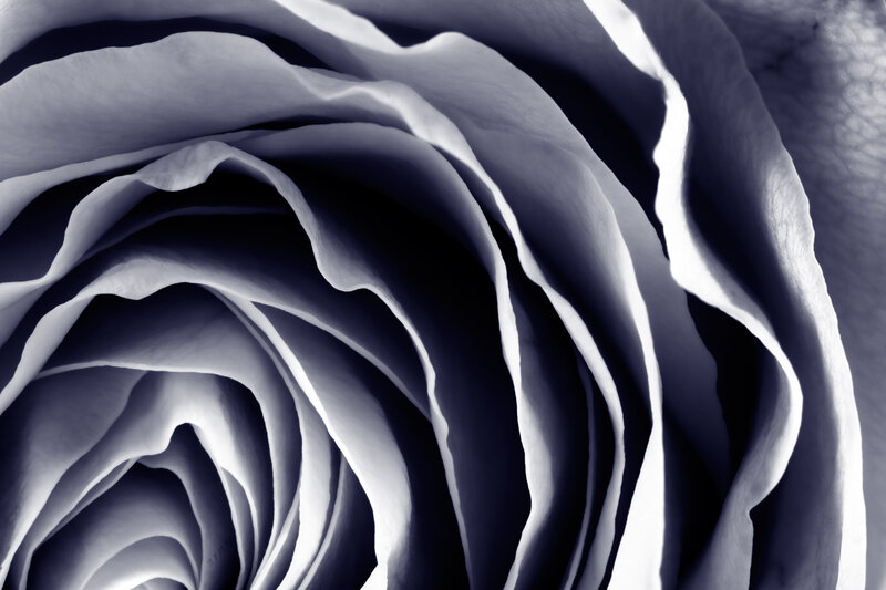 Close-up of Rose Petals — White