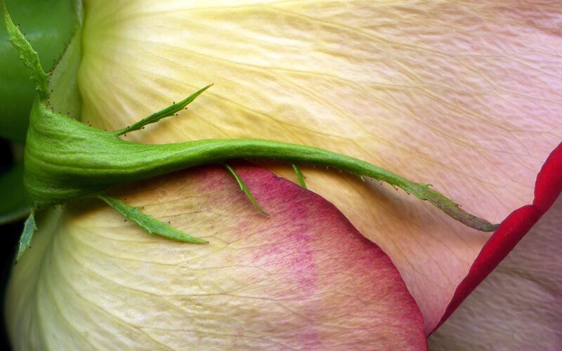 Close-up of Rose Petals — Yellow
