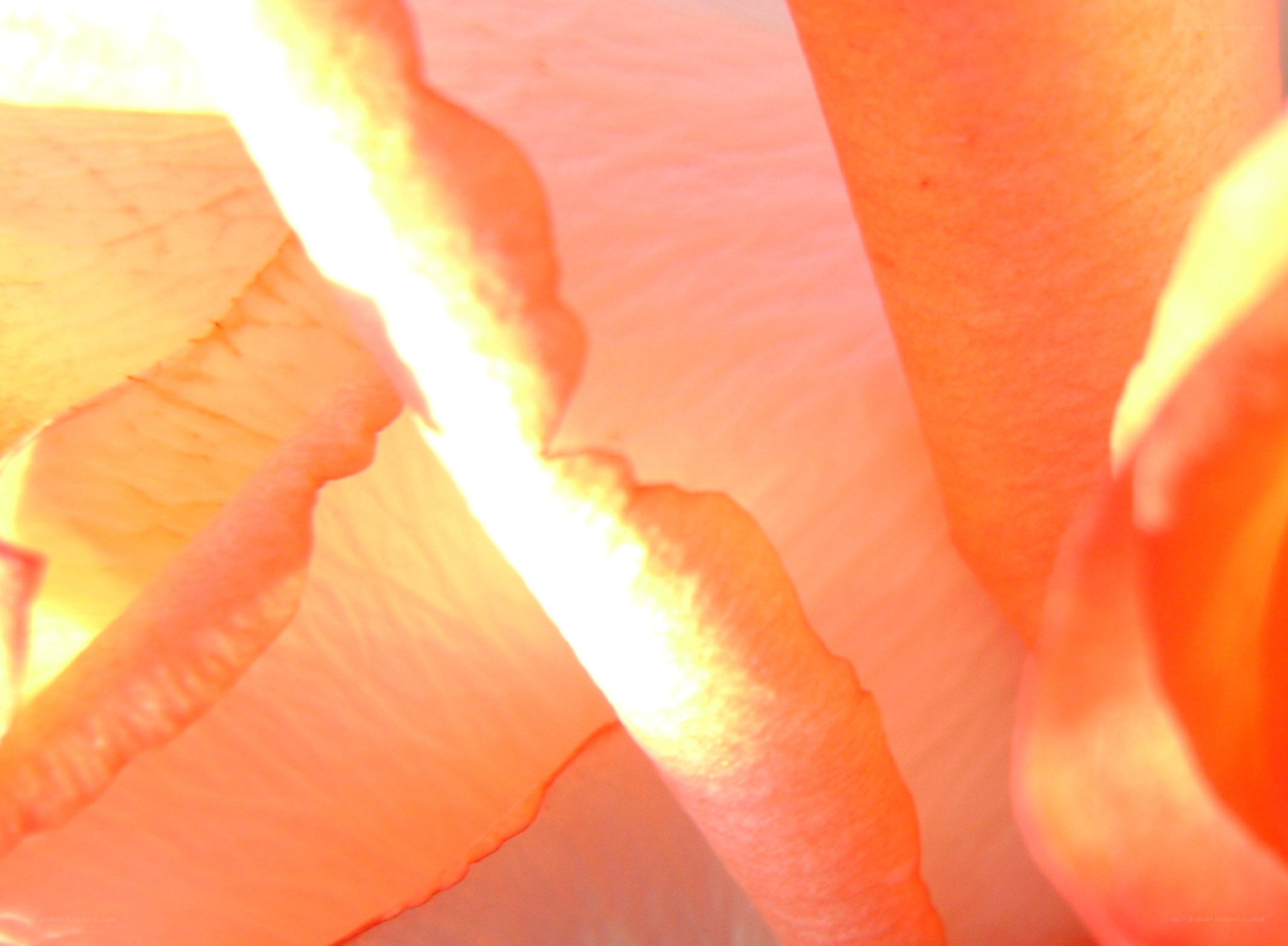 close-up of rose petals