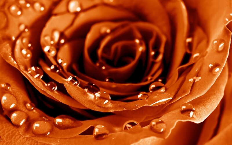 Close-up of Rose with Water Droplets — Brown, Calm, Photograph
