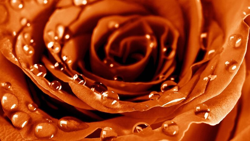 Close-up of Rose with Water Droplets — Brown, Calm