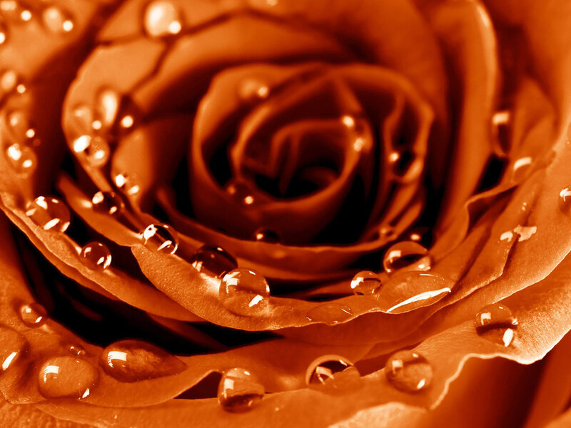 Close-up of Rose with Water Droplets