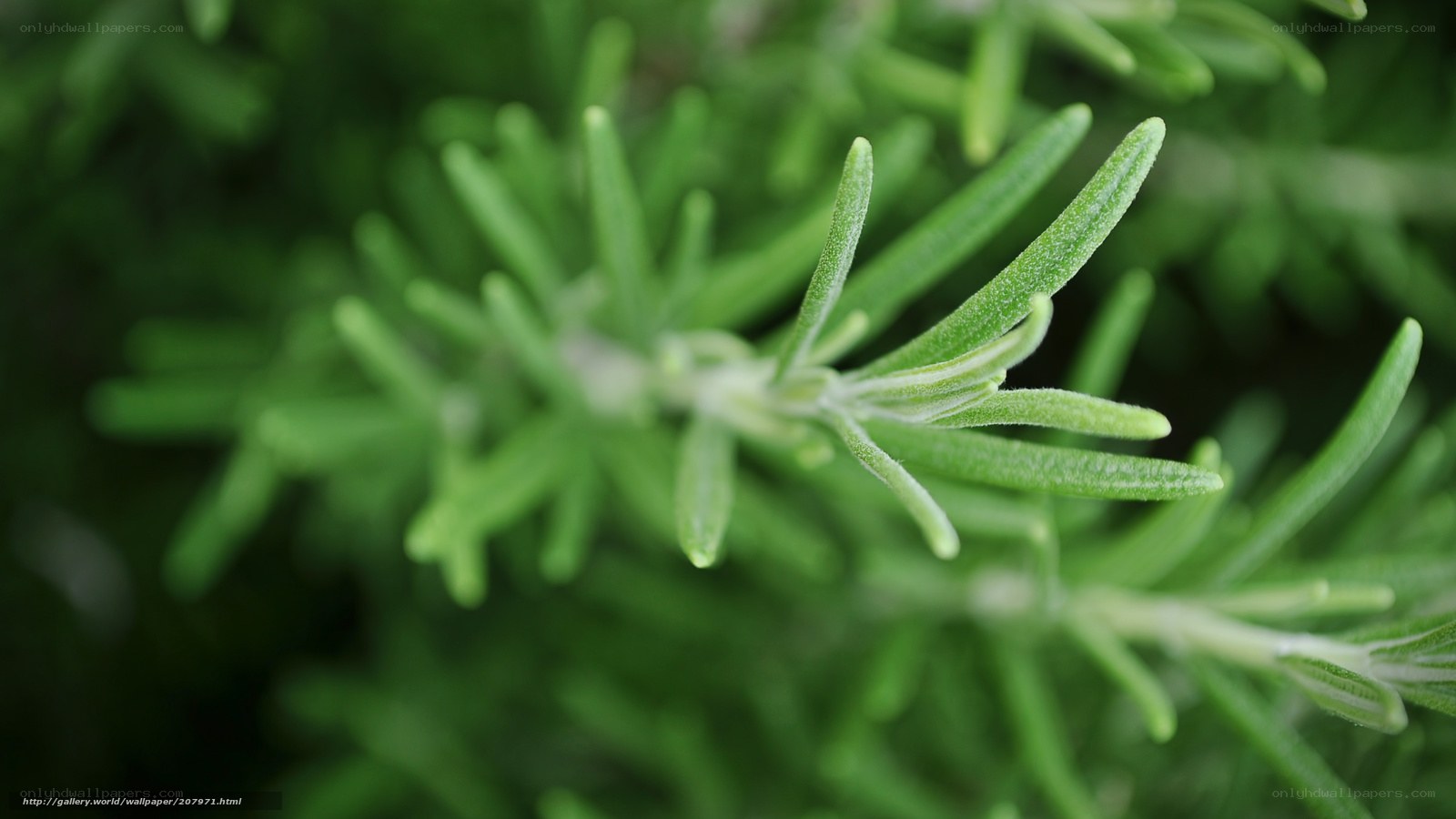 Close-up of rosemary leaves