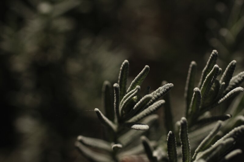 Close-up of Rosemary Sprigs — Green, Dramatic