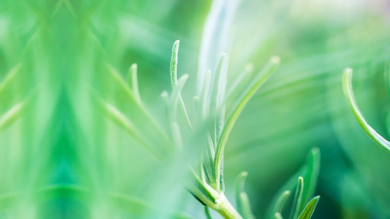 Close-up of Rosemary Sprigs — Green