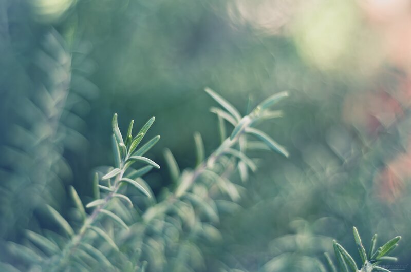 Close-up of rosemary sprigs