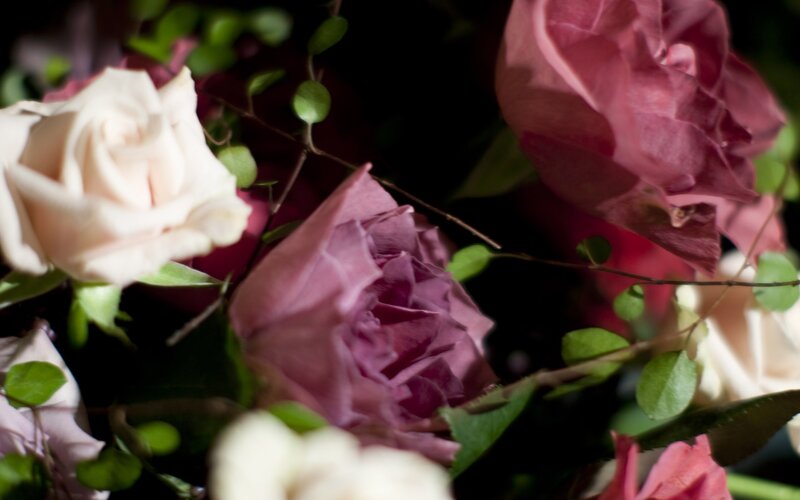 Close-up of roses and greenery