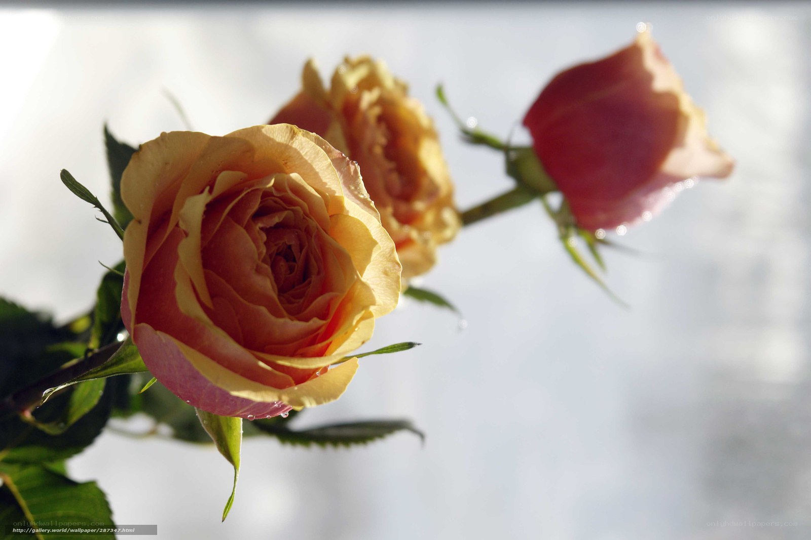 Close-up of roses in sunlight