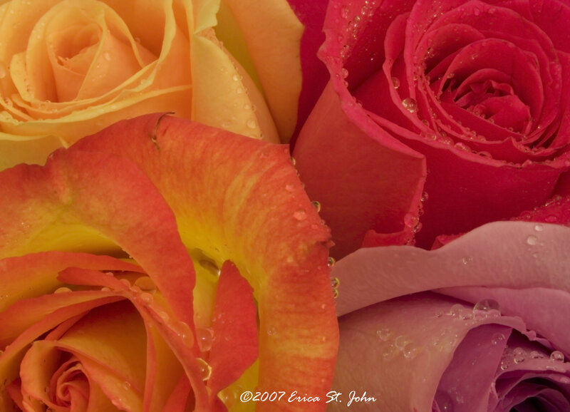 Close-up of Roses — Pink