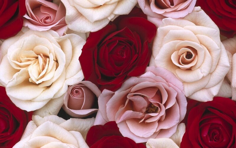 Close-up of Roses — Red