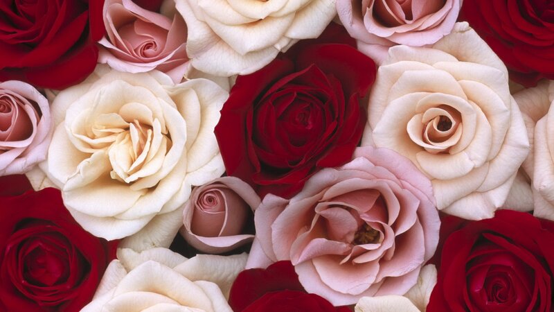 close-up of roses