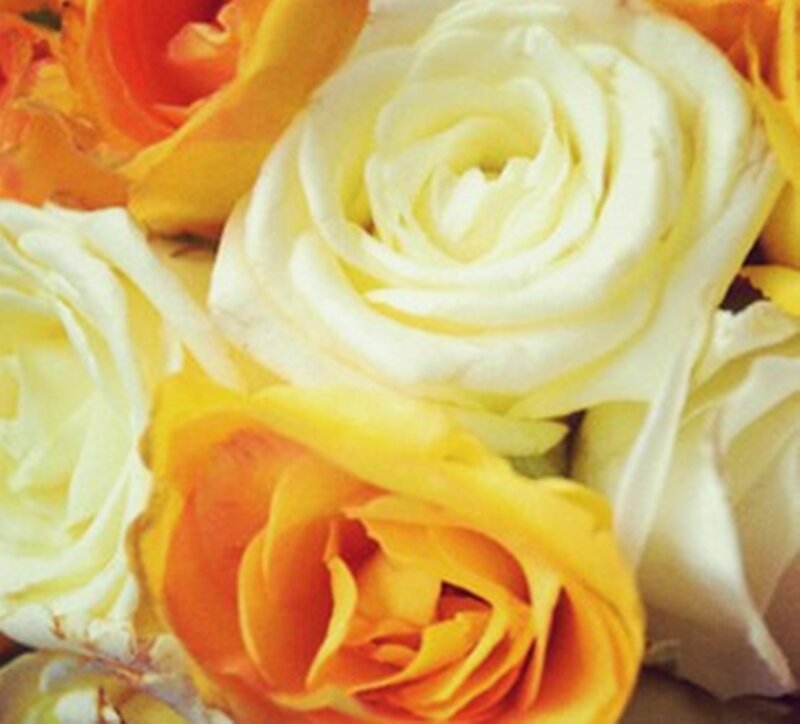 Close-up of Roses — White, Calm