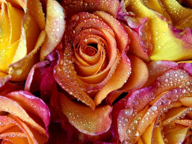 Close-up of Roses — Yellow