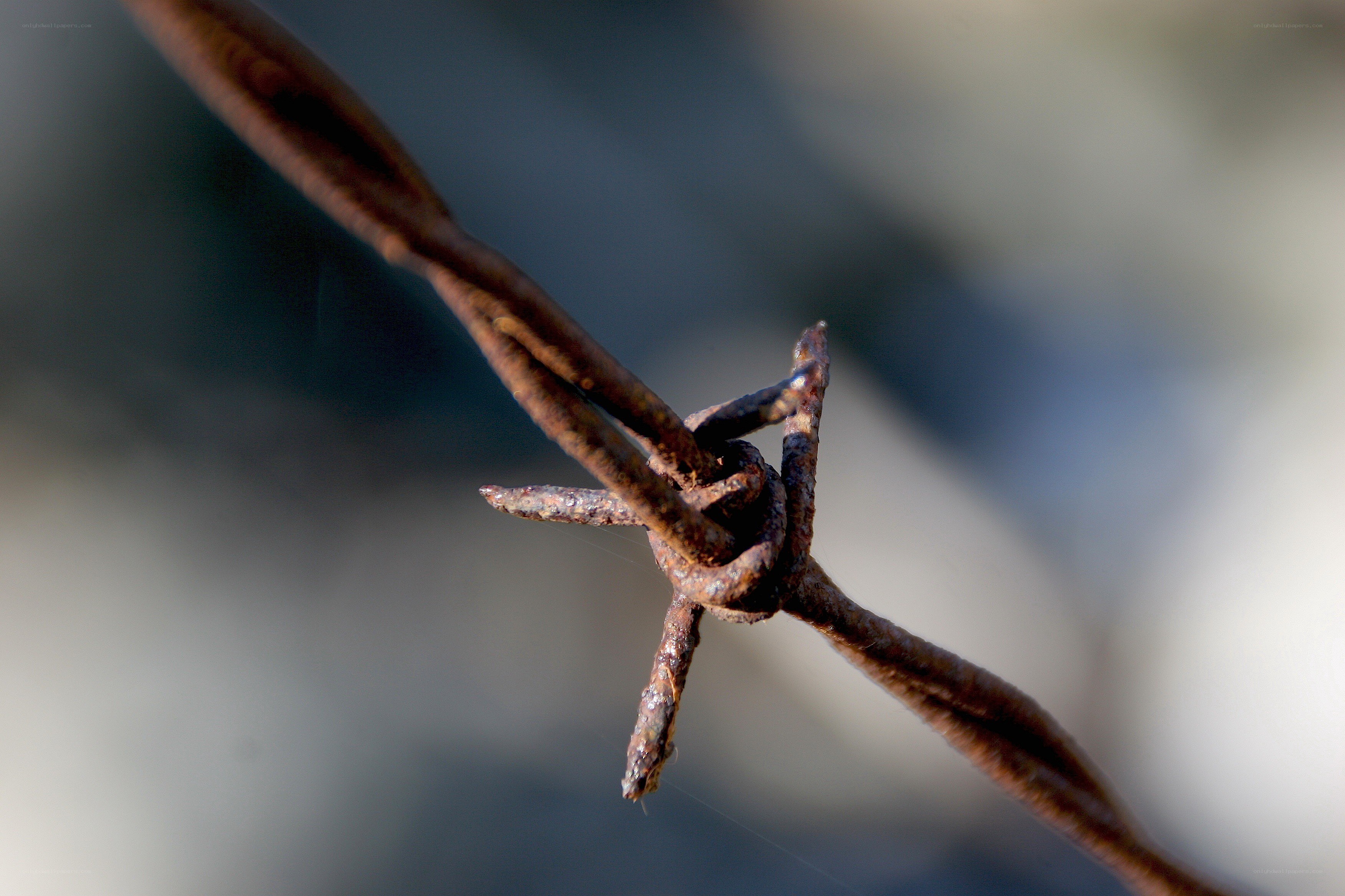 Close-up of rusty barbed wire