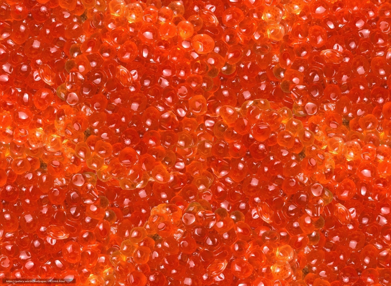 close-up of salmon roe