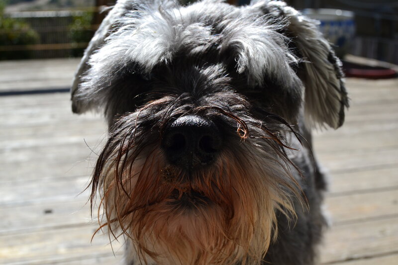 Close-up of Schnauzer Dog