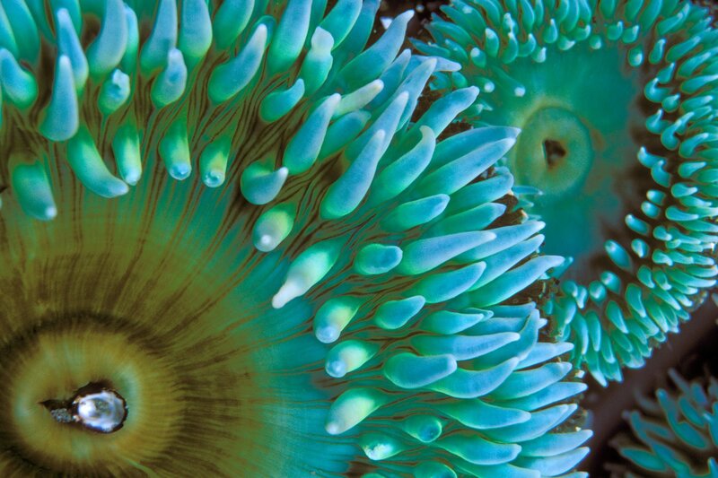 Close-up of sea anemone tentacles
