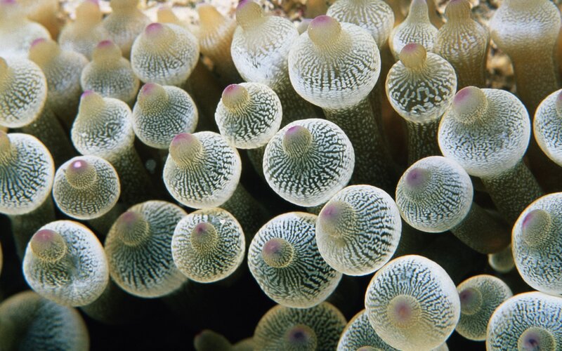 close-up of sea anemone tentacles
