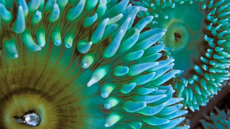 Close-up of sea anemone tentacles