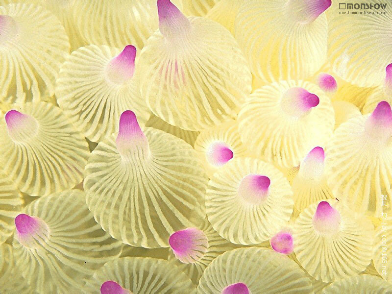 Close-up of sea anemone tentacles