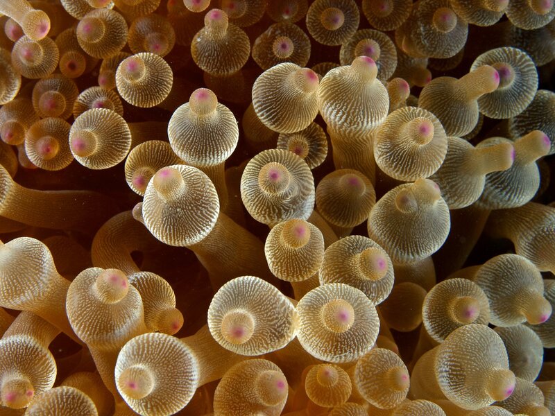 Close-up of sea anemone tentacles