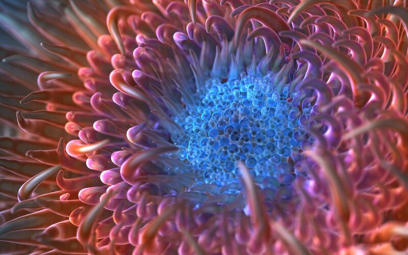 Close-up of Sea Anemone