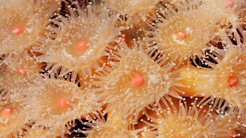 Close-up of sea anemones