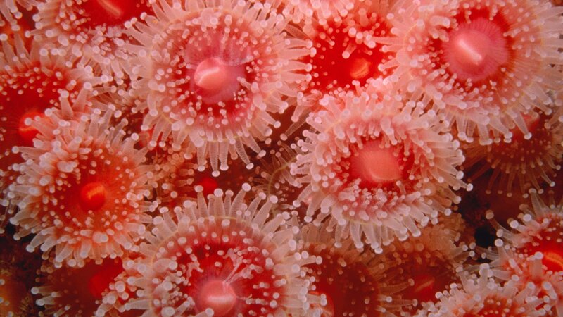 Close-up of sea anemones