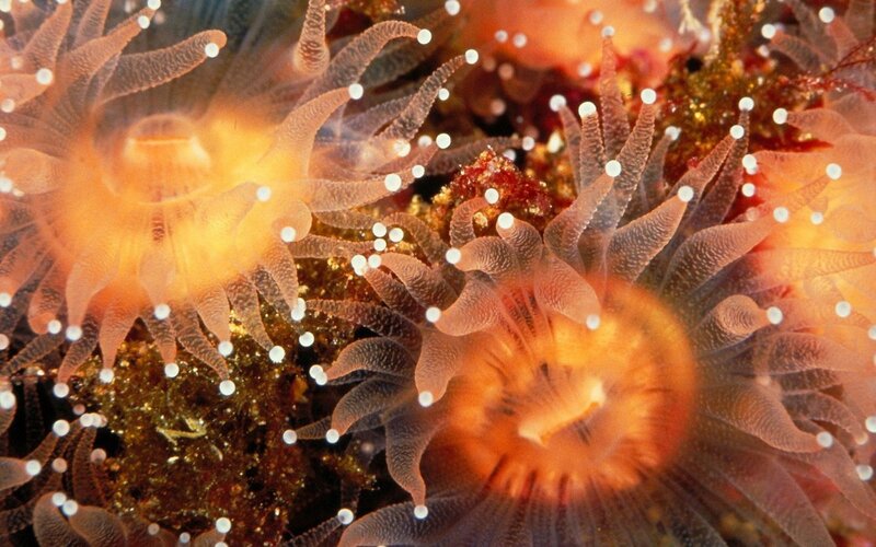 Close-up of sea anemones