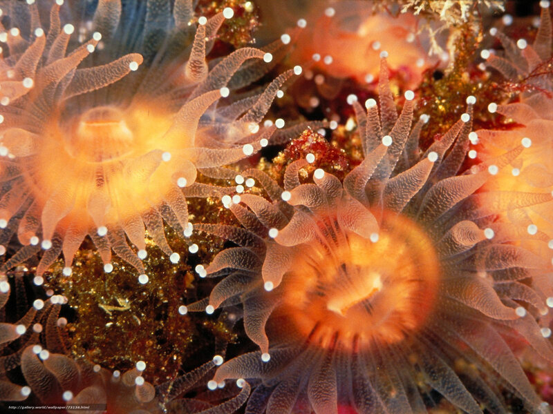 Close-up of sea anemones