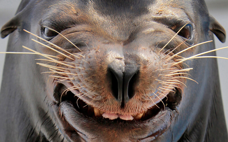 close-up of sea lion face