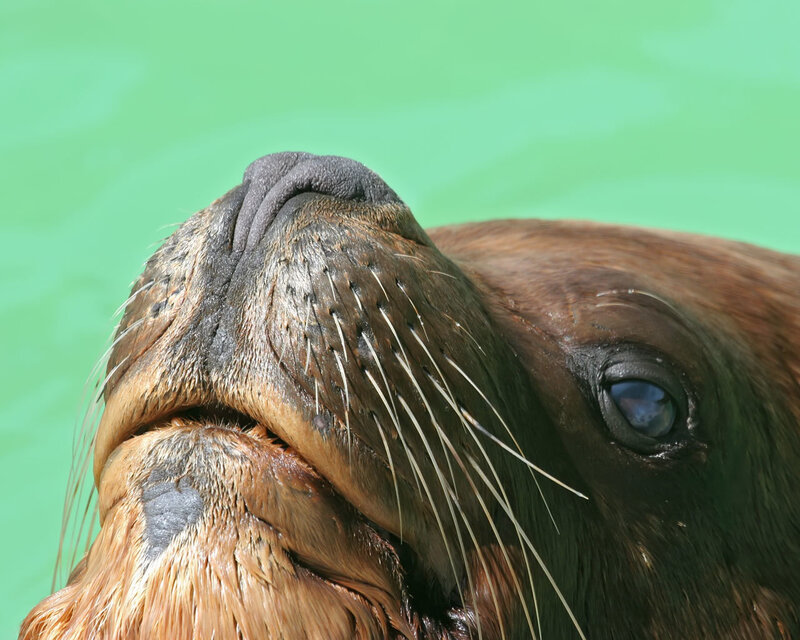 close-up of sea lion face