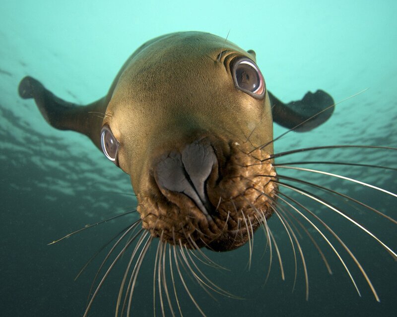 Close-up of sea lion underwater