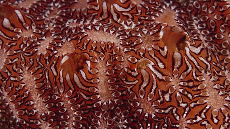 close-up of sea sponge texture
