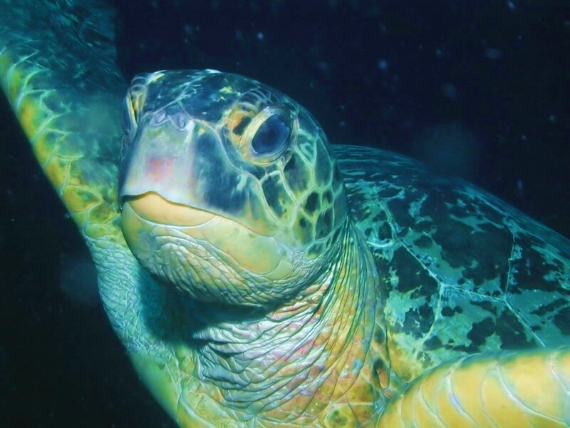 close-up of sea turtle underwater