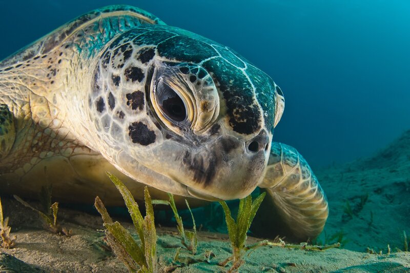 Close-up of sea turtle underwater
